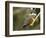 Ringed Kingfisher, Pantanal, Brazil-Joe & Mary Ann McDonald-Framed Photographic Print
