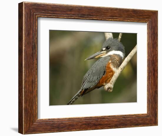 Ringed Kingfisher, Pantanal, Brazil-Joe & Mary Ann McDonald-Framed Photographic Print