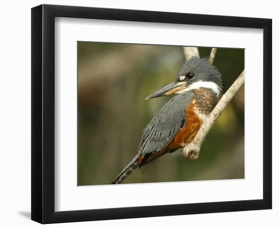 Ringed Kingfisher, Pantanal, Brazil-Joe & Mary Ann McDonald-Framed Photographic Print