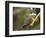 Ringed Kingfisher, Pantanal, Brazil-Joe & Mary Ann McDonald-Framed Photographic Print