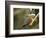 Ringed Kingfisher, Pantanal, Brazil-Joe & Mary Ann McDonald-Framed Photographic Print