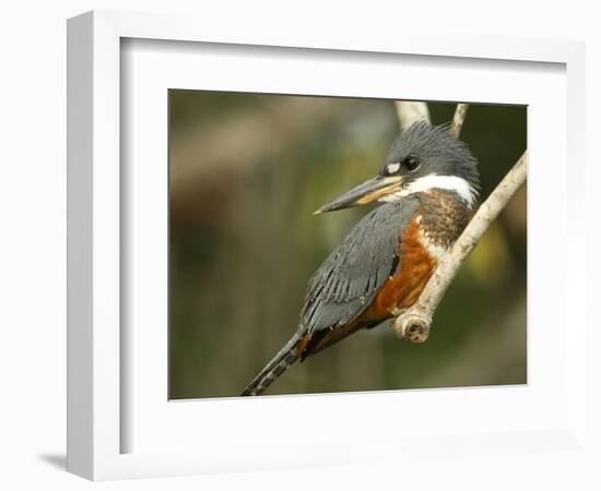 Ringed Kingfisher, Pantanal, Brazil-Joe & Mary Ann McDonald-Framed Photographic Print