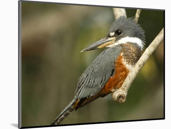 Ringed Kingfisher, Pantanal, Brazil-Joe & Mary Ann McDonald-Mounted Photographic Print