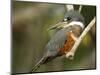Ringed Kingfisher, Pantanal, Brazil-Joe & Mary Ann McDonald-Mounted Photographic Print
