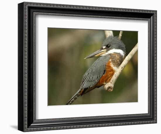 Ringed Kingfisher, Pantanal, Brazil-Joe & Mary Ann McDonald-Framed Photographic Print