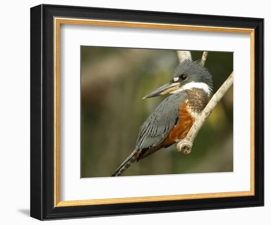 Ringed Kingfisher, Pantanal, Brazil-Joe & Mary Ann McDonald-Framed Photographic Print