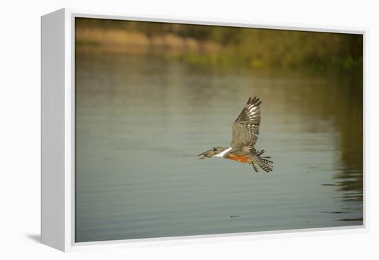 Ringed Kingfisher-Joe McDonald-Framed Premier Image Canvas