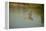 Ringed Kingfisher-Joe McDonald-Framed Premier Image Canvas
