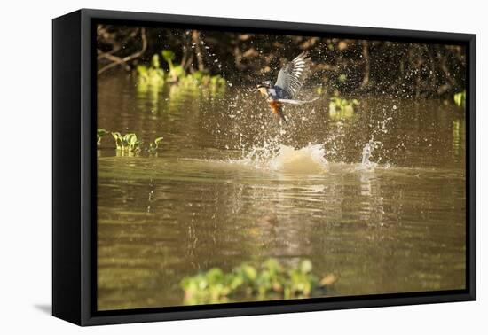 Ringed Kingfisher-Joe McDonald-Framed Premier Image Canvas