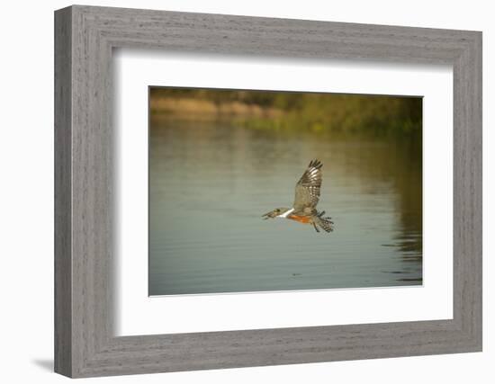 Ringed Kingfisher-Joe McDonald-Framed Photographic Print