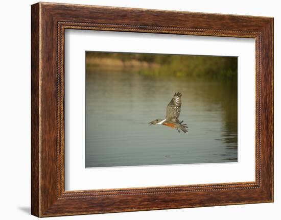 Ringed Kingfisher-Joe McDonald-Framed Photographic Print