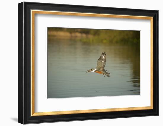 Ringed Kingfisher-Joe McDonald-Framed Photographic Print