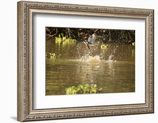 Ringed Kingfisher-Joe McDonald-Framed Photographic Print