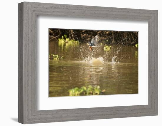 Ringed Kingfisher-Joe McDonald-Framed Photographic Print