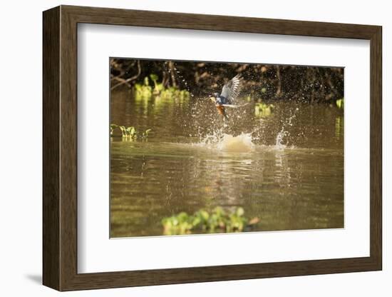 Ringed Kingfisher-Joe McDonald-Framed Photographic Print