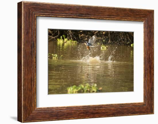 Ringed Kingfisher-Joe McDonald-Framed Photographic Print