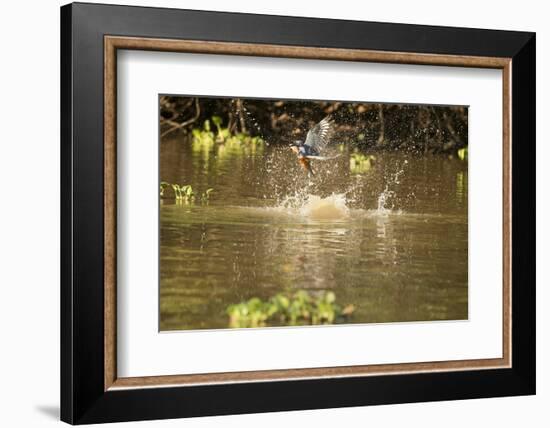 Ringed Kingfisher-Joe McDonald-Framed Photographic Print