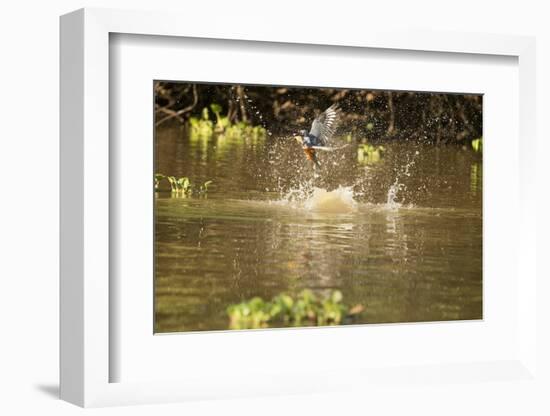 Ringed Kingfisher-Joe McDonald-Framed Photographic Print