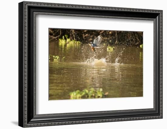 Ringed Kingfisher-Joe McDonald-Framed Photographic Print