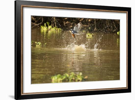 Ringed Kingfisher-Joe McDonald-Framed Photographic Print