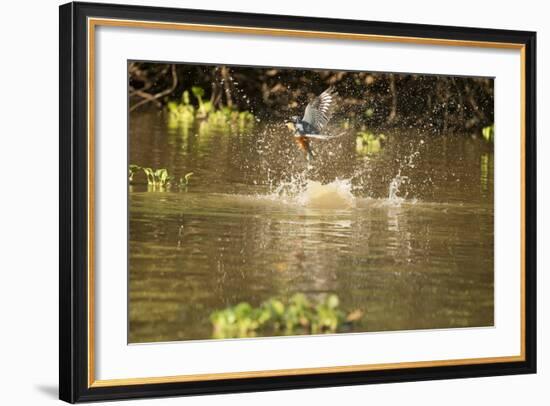 Ringed Kingfisher-Joe McDonald-Framed Photographic Print