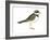 Ringed Plover (Charadrius Hiaticula), Birds-Encyclopaedia Britannica-Framed Art Print