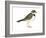 Ringed Plover (Charadrius Hiaticula), Birds-Encyclopaedia Britannica-Framed Art Print