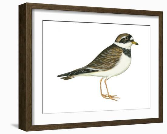 Ringed Plover (Charadrius Hiaticula), Birds-Encyclopaedia Britannica-Framed Art Print