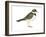 Ringed Plover (Charadrius Hiaticula), Birds-Encyclopaedia Britannica-Framed Art Print