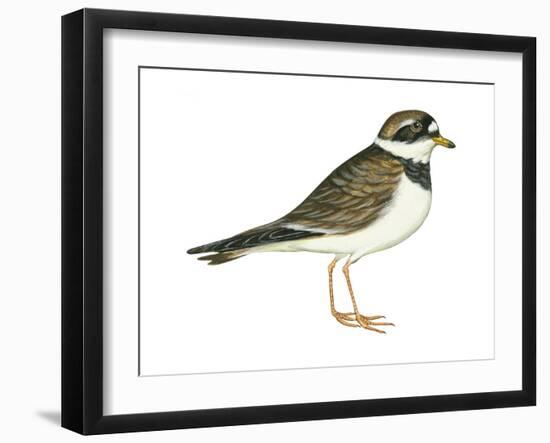 Ringed Plover (Charadrius Hiaticula), Birds-Encyclopaedia Britannica-Framed Art Print