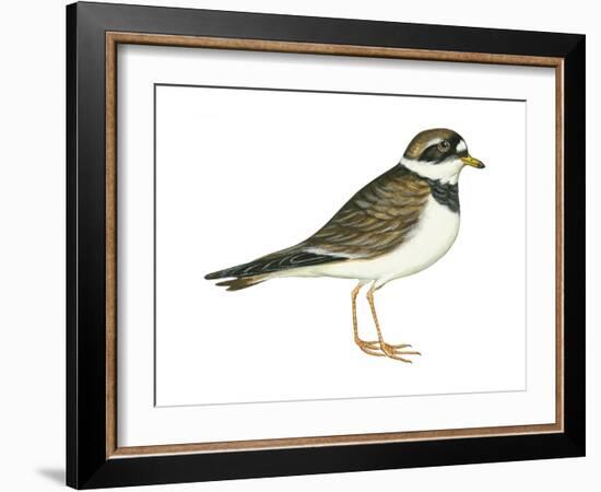 Ringed Plover (Charadrius Hiaticula), Birds-Encyclopaedia Britannica-Framed Art Print