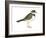 Ringed Plover (Charadrius Hiaticula), Birds-Encyclopaedia Britannica-Framed Art Print