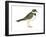 Ringed Plover (Charadrius Hiaticula), Birds-Encyclopaedia Britannica-Framed Art Print