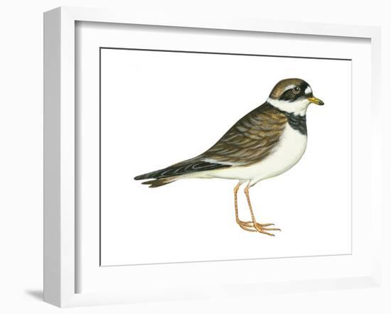 Ringed Plover (Charadrius Hiaticula), Birds-Encyclopaedia Britannica-Framed Art Print