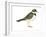 Ringed Plover (Charadrius Hiaticula), Birds-Encyclopaedia Britannica-Framed Art Print