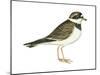 Ringed Plover (Charadrius Hiaticula), Birds-Encyclopaedia Britannica-Mounted Art Print