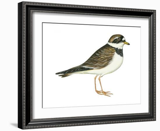 Ringed Plover (Charadrius Hiaticula), Birds-Encyclopaedia Britannica-Framed Art Print