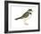 Ringed Plover (Charadrius Hiaticula), Birds-Encyclopaedia Britannica-Framed Art Print