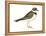 Ringed Plover (Charadrius Hiaticula), Birds-Encyclopaedia Britannica-Framed Stretched Canvas