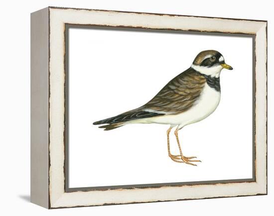 Ringed Plover (Charadrius Hiaticula), Birds-Encyclopaedia Britannica-Framed Stretched Canvas