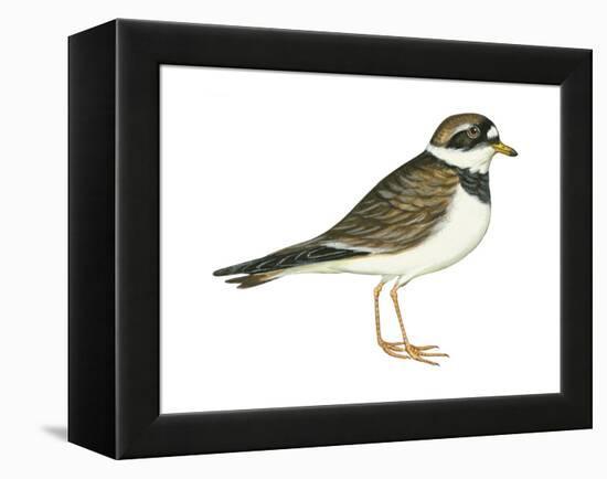 Ringed Plover (Charadrius Hiaticula), Birds-Encyclopaedia Britannica-Framed Stretched Canvas