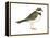 Ringed Plover (Charadrius Hiaticula), Birds-Encyclopaedia Britannica-Framed Stretched Canvas