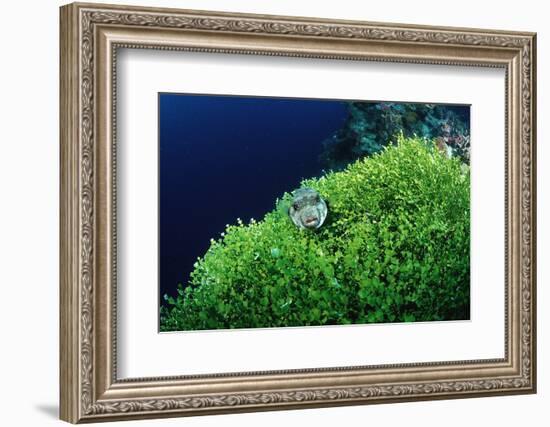 Ringed Puffer (Arothron Hispidus) on Algae, Indonesia, Sulawesi, Indian Ocean.-Reinhard Dirscherl-Framed Photographic Print