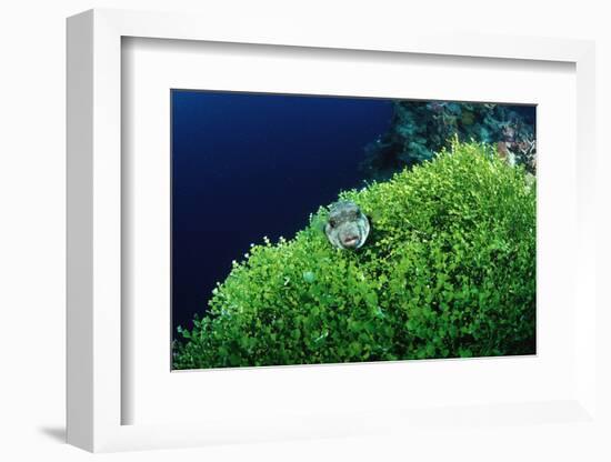 Ringed Puffer (Arothron Hispidus) on Algae, Indonesia, Sulawesi, Indian Ocean.-Reinhard Dirscherl-Framed Photographic Print