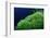 Ringed Puffer (Arothron Hispidus) on Algae, Indonesia, Sulawesi, Indian Ocean.-Reinhard Dirscherl-Framed Photographic Print