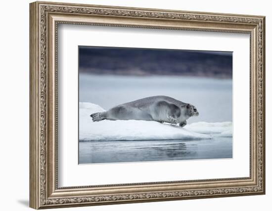 Ringed Seal on Iceberg, Nunavut, Canada-Paul Souders-Framed Photographic Print