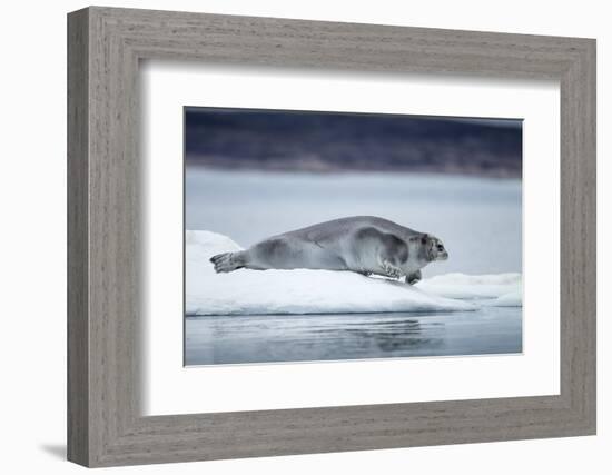 Ringed Seal on Iceberg, Nunavut, Canada-Paul Souders-Framed Photographic Print