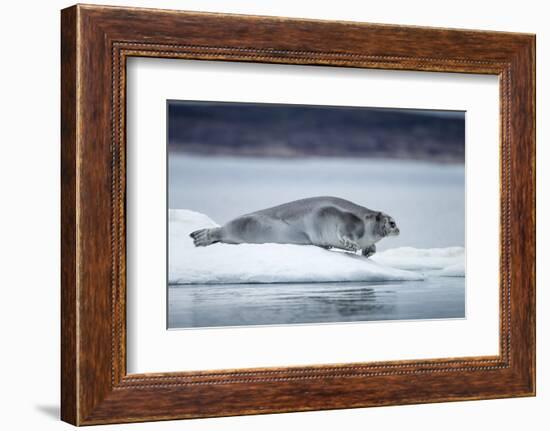 Ringed Seal on Iceberg, Nunavut, Canada-Paul Souders-Framed Photographic Print