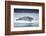 Ringed Seal on Iceberg, Nunavut, Canada-Paul Souders-Framed Photographic Print