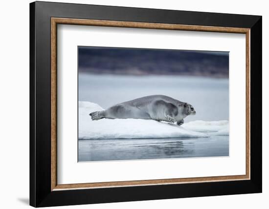 Ringed Seal on Iceberg, Nunavut, Canada-Paul Souders-Framed Photographic Print